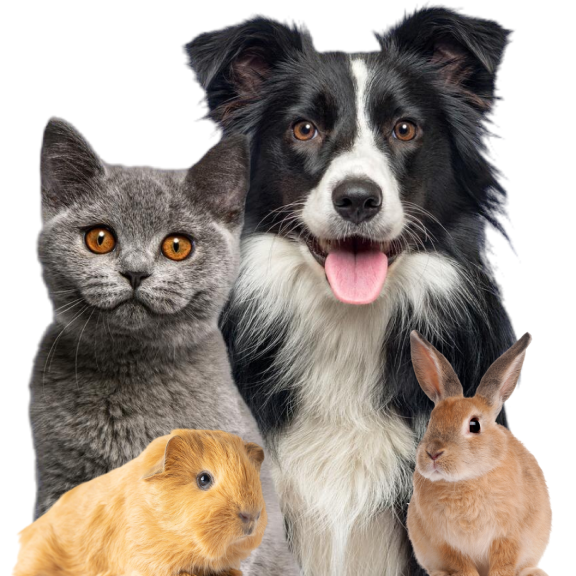 Foto van een kat, hond, cavia en konijn