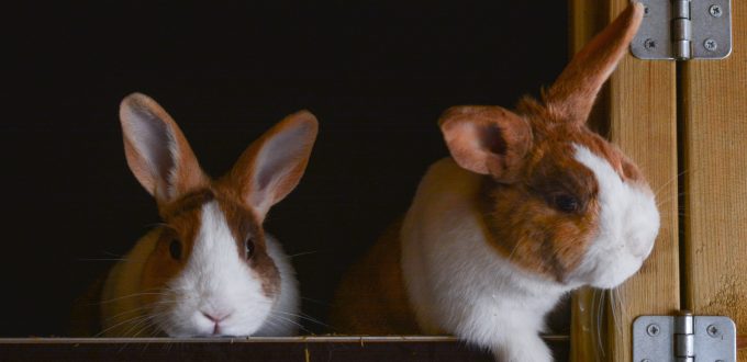 overzee schot maag konijnen - Dierentehuis t Schuthok