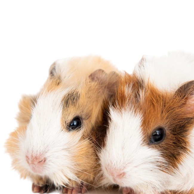 Stichting Dierentehuis 't Schuthok