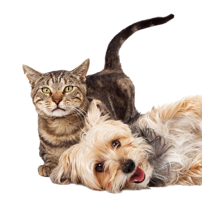 Stichting Dierentehuis 't Schuthok