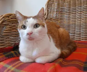 Stichting Dierentehuis 't Schuthok